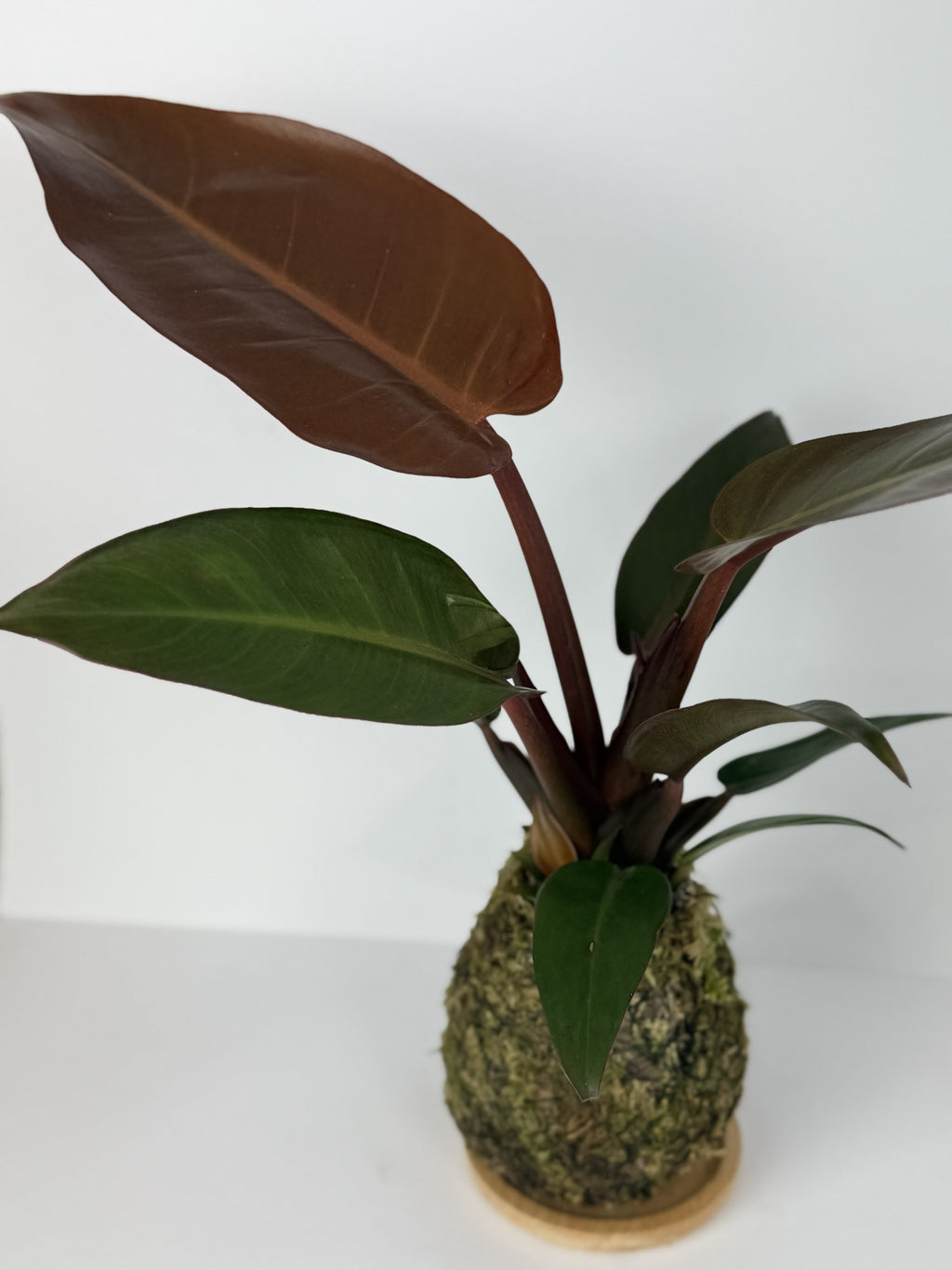Philodendron Prince of Orange Kokedama