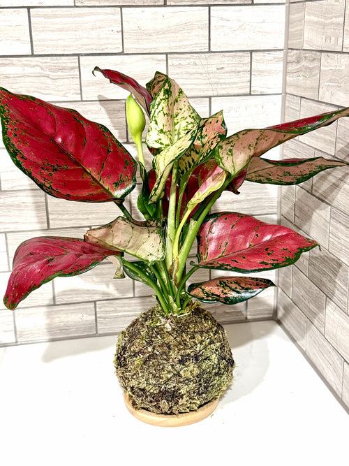 Aglaonema Red Kokedama