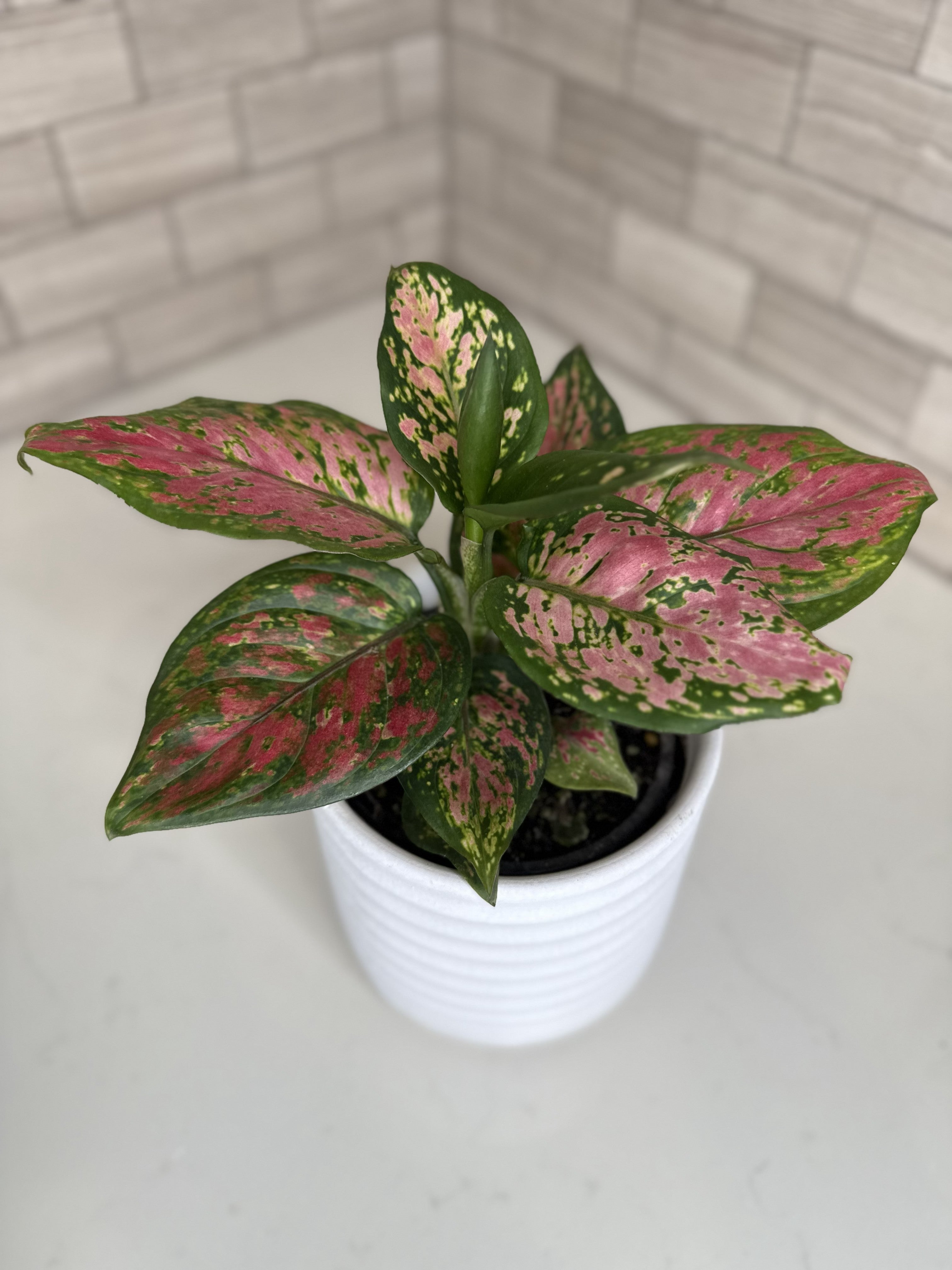 Aglaonema Lady Valentine