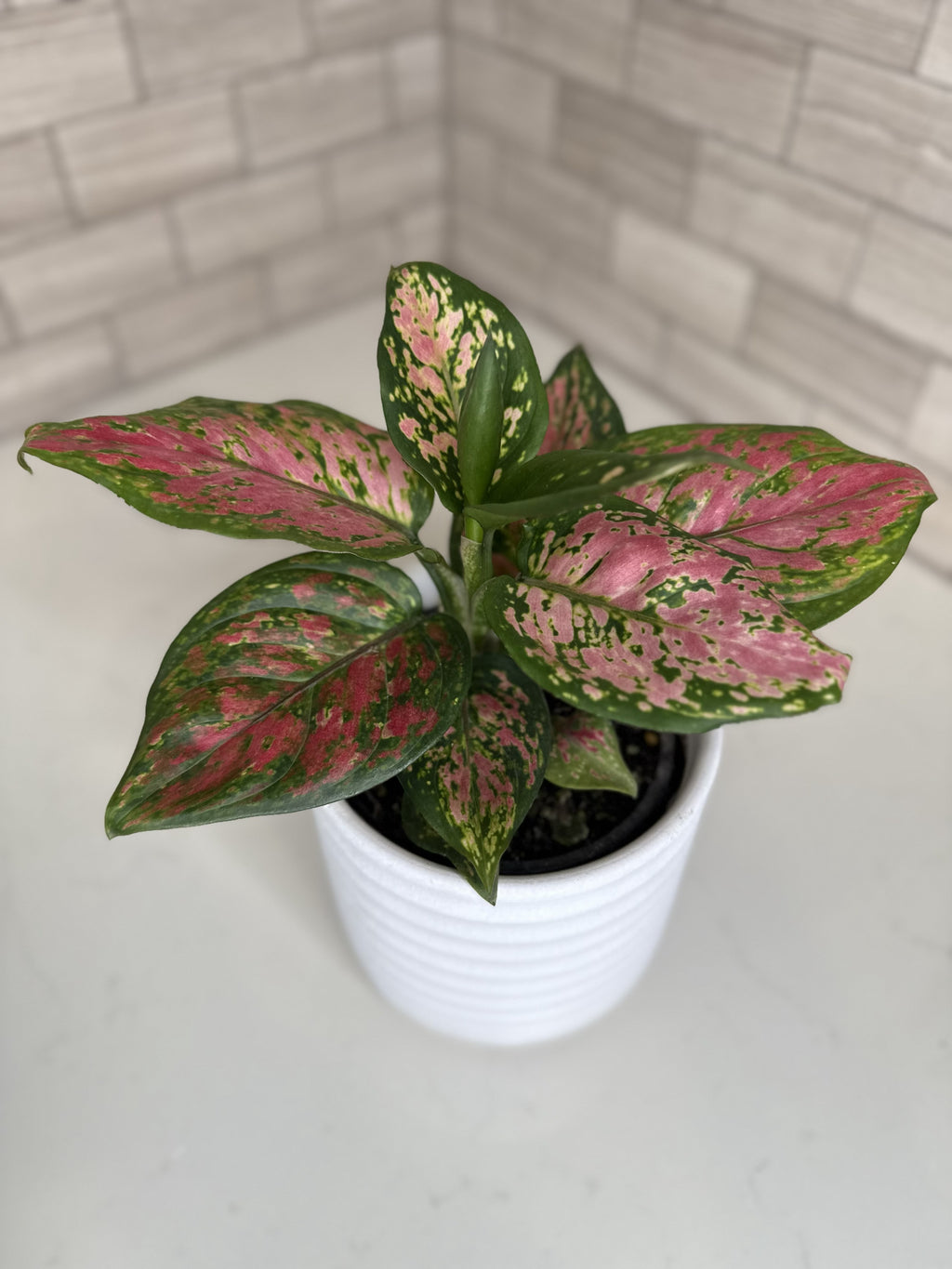 Aglaonema Lady Valentine