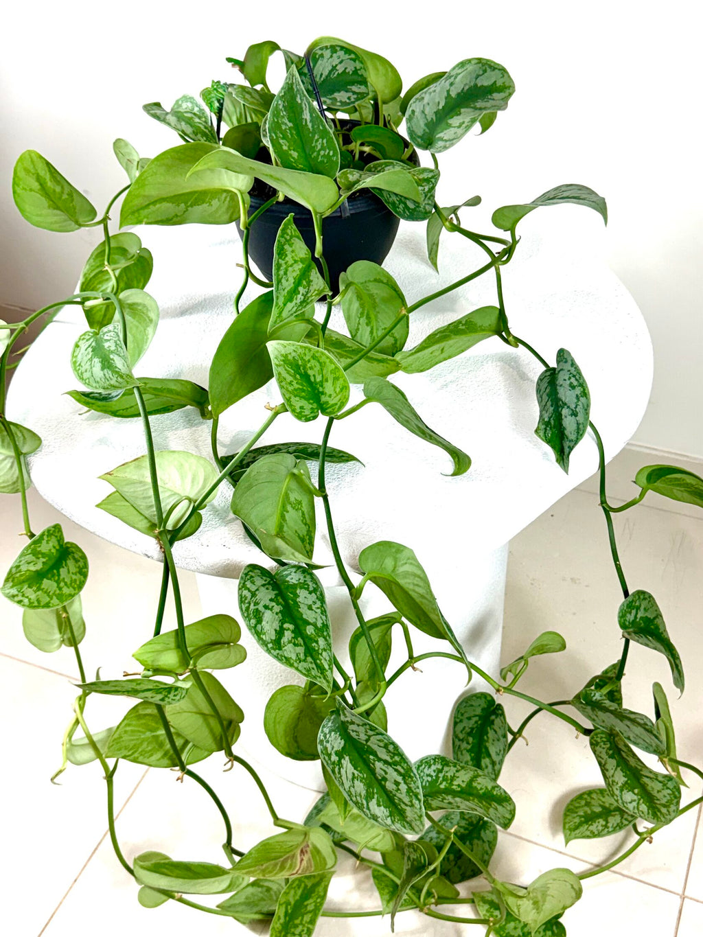 Satin Pothos (Scindapsus pictus)