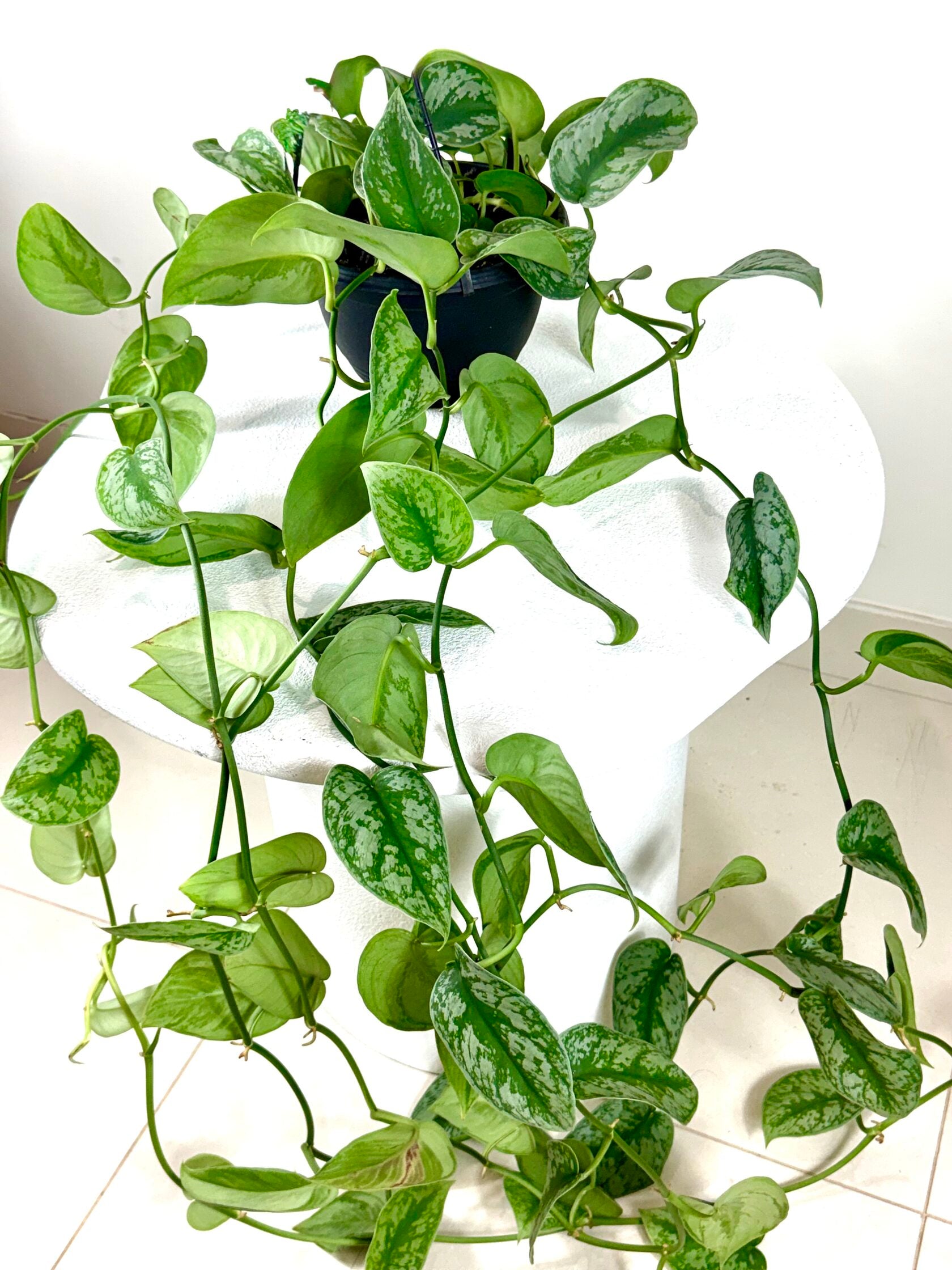 Satin Pothos (Scindapsus pictus)