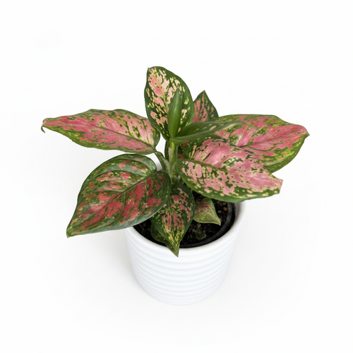 Aglaonema Lady Valentine Enhanced