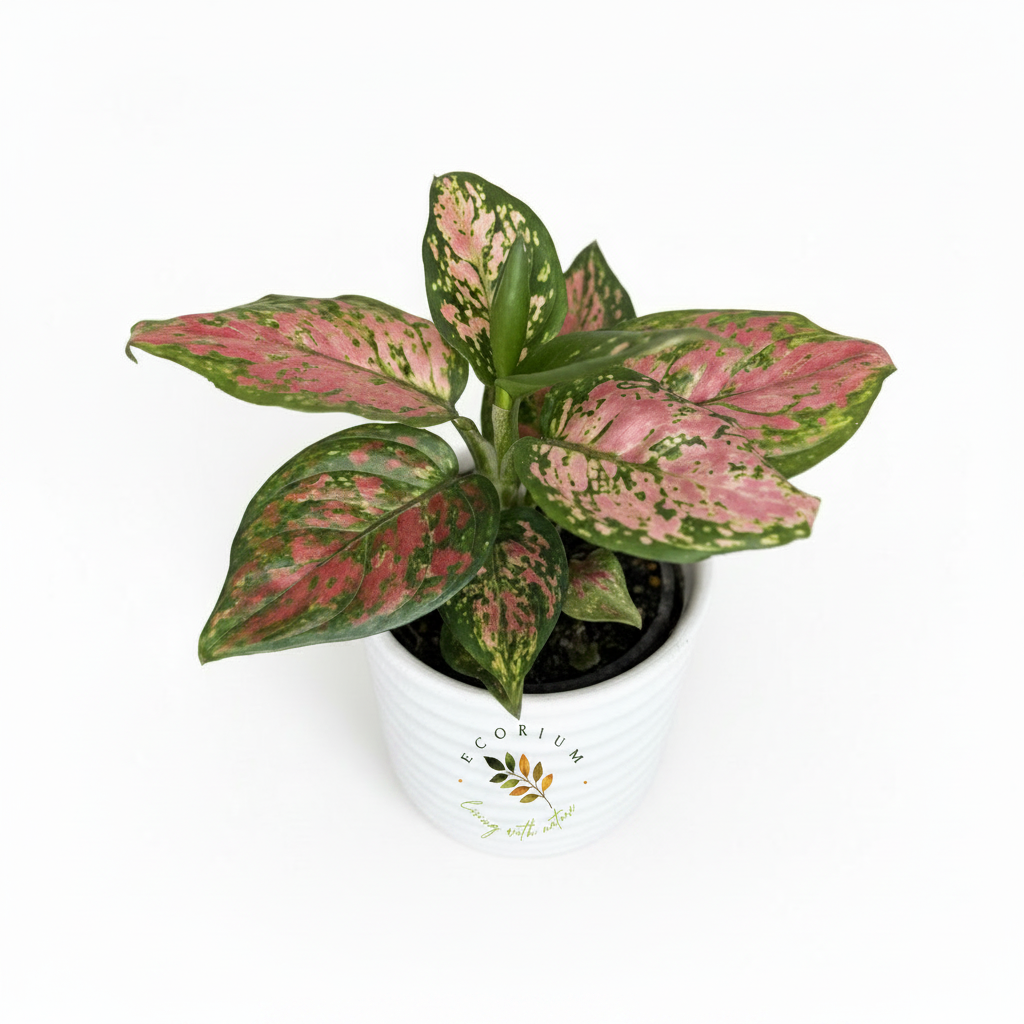 Aglaonema with Ecorium Logo on Pot