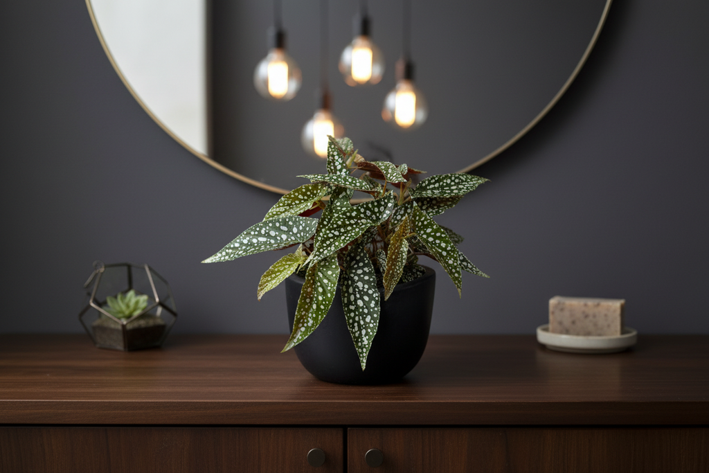 Begonia Hotspot - Bathroom