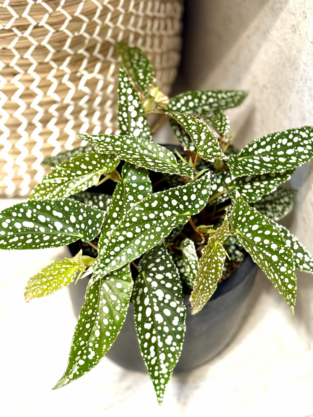 Begonia Hotspot