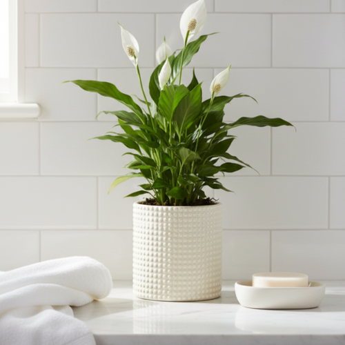 Bella Cylinder Pot – Cream Bathroom