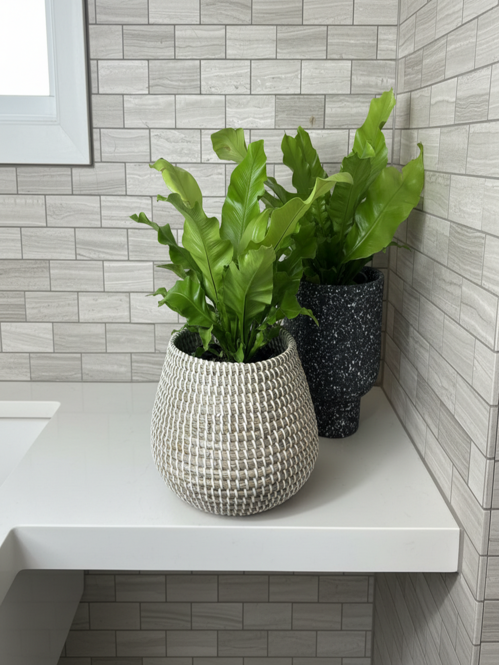 Bird's Nest Fern Lifestyle 2