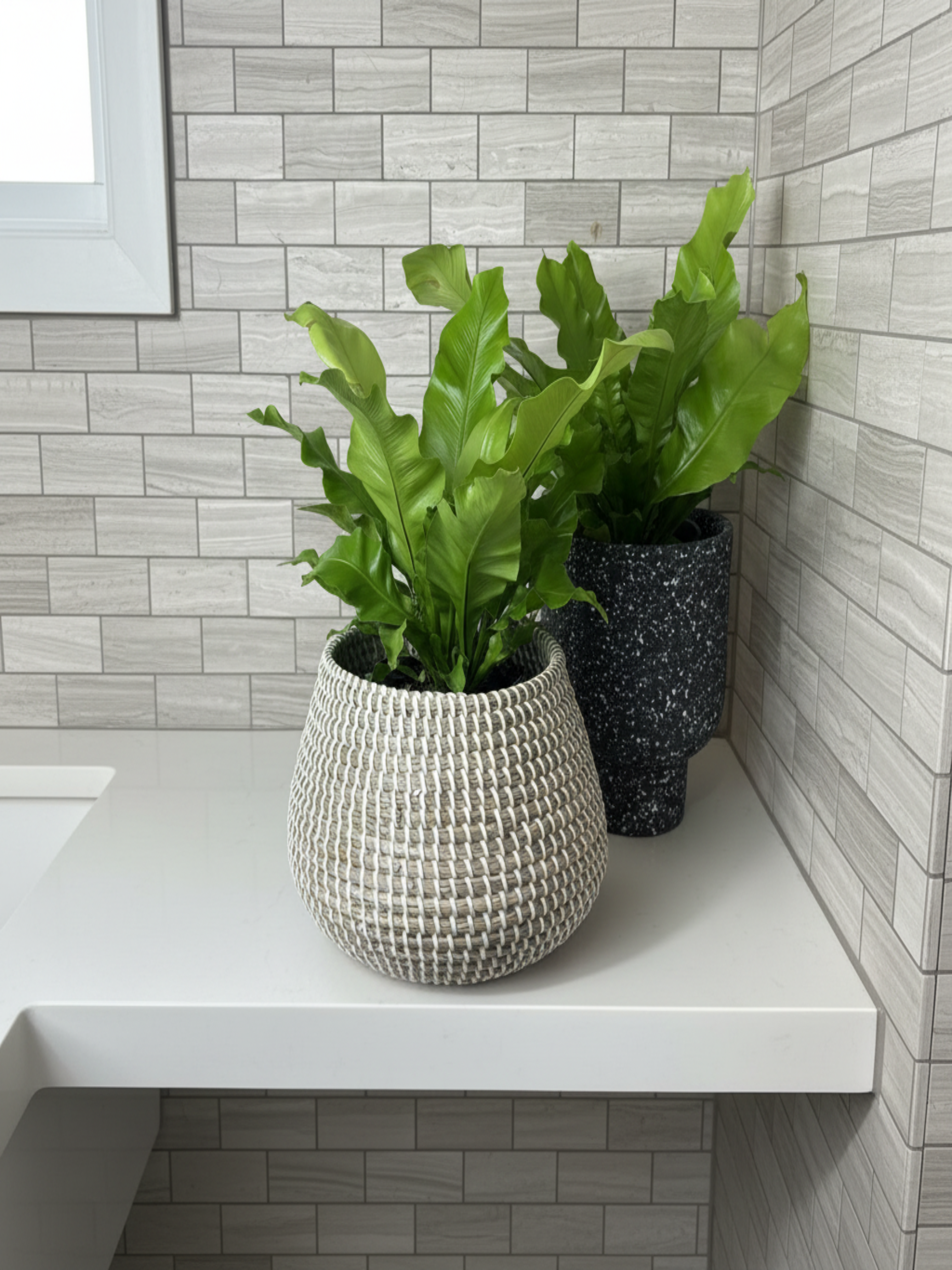 Bird's Nest Fern Lifestyle 2