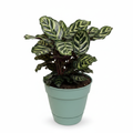 Calathea 3/4 right angle white background
