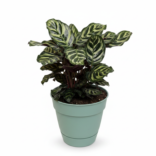 Calathea 3/4 right angle white background