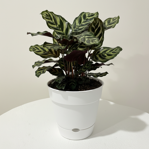 Calathea correct white pot - low angle