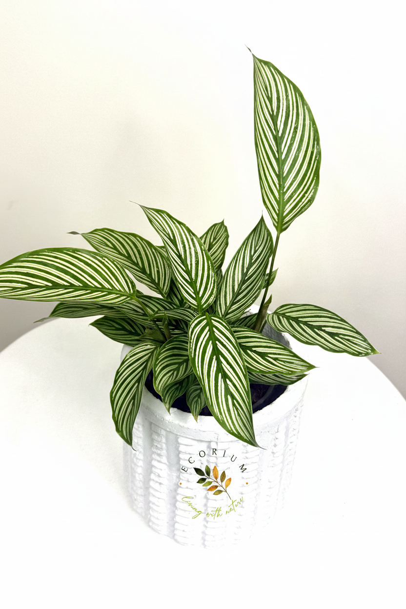 Calathea with Ecorium Logo