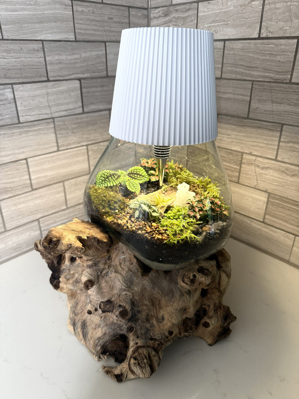 Luminary Terrarium — Living Lamp