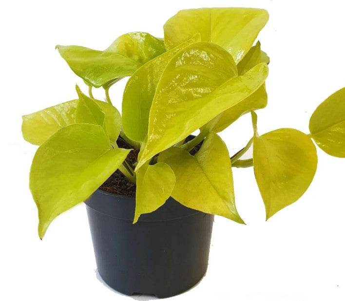 Neon Pothos (Epipremnum aureum ‘Neon’)