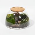 Dome Terrarium Vibrant Clean
