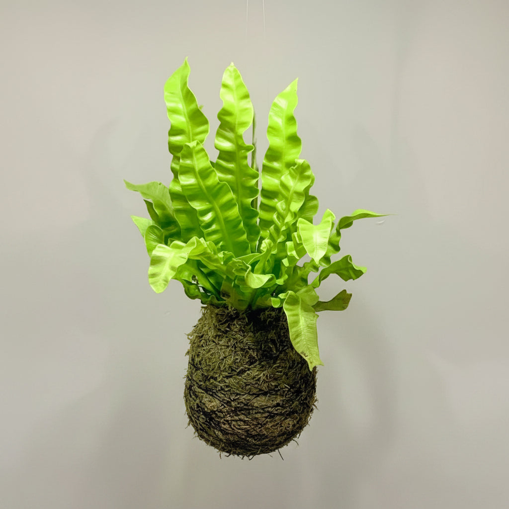 Birds Nest Fern Moss Kokedama