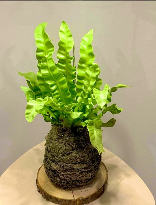Birds Nest Fern Moss Kokedama
