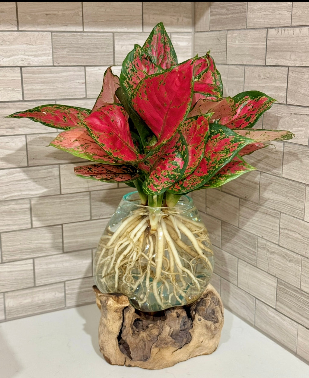 Hydro Plants Aglaonema Wooden Crafted Glass Ball