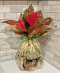 Hydro Plants Aglaonema Wooden Crafted Glass Ball