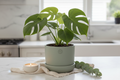 Hana Egg Pot – Sage Green Display