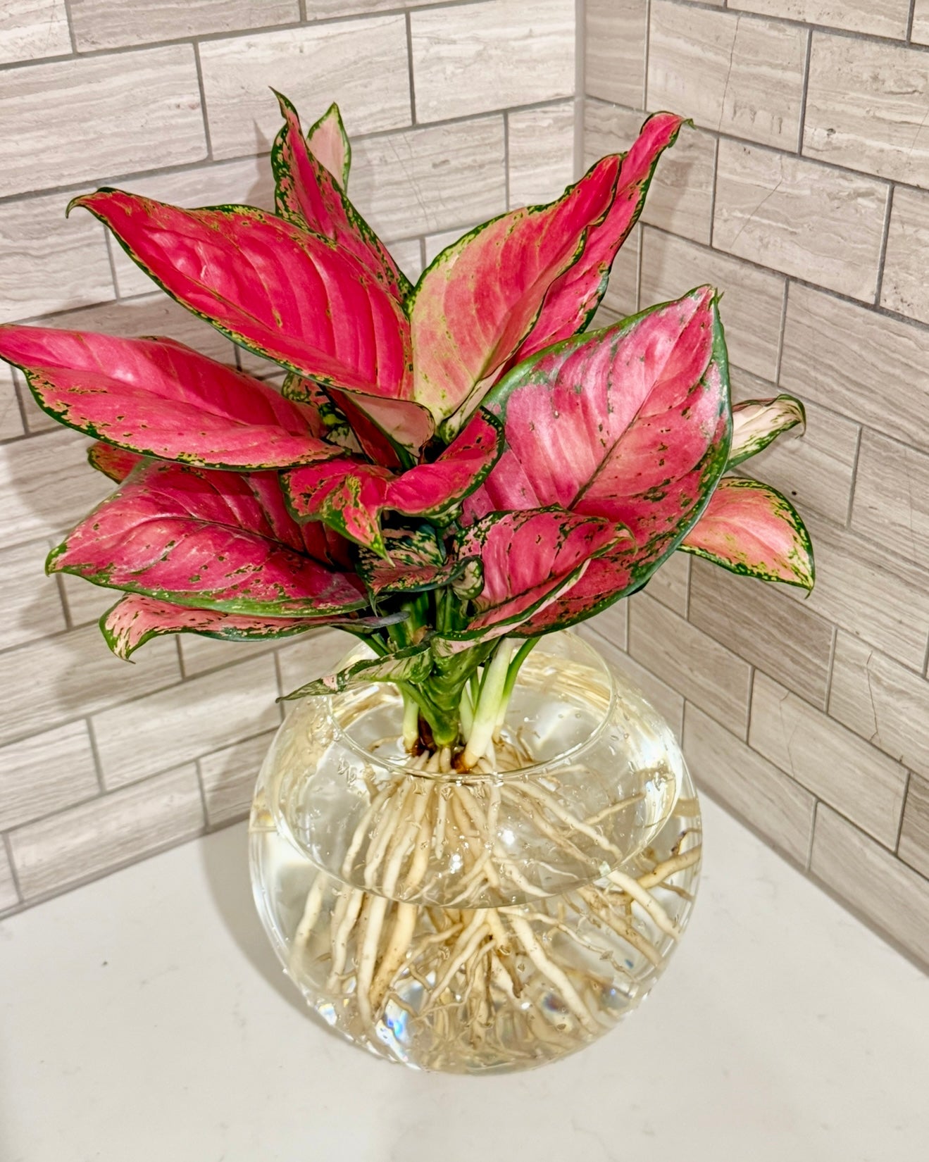 Hydro Plants Aglaonema