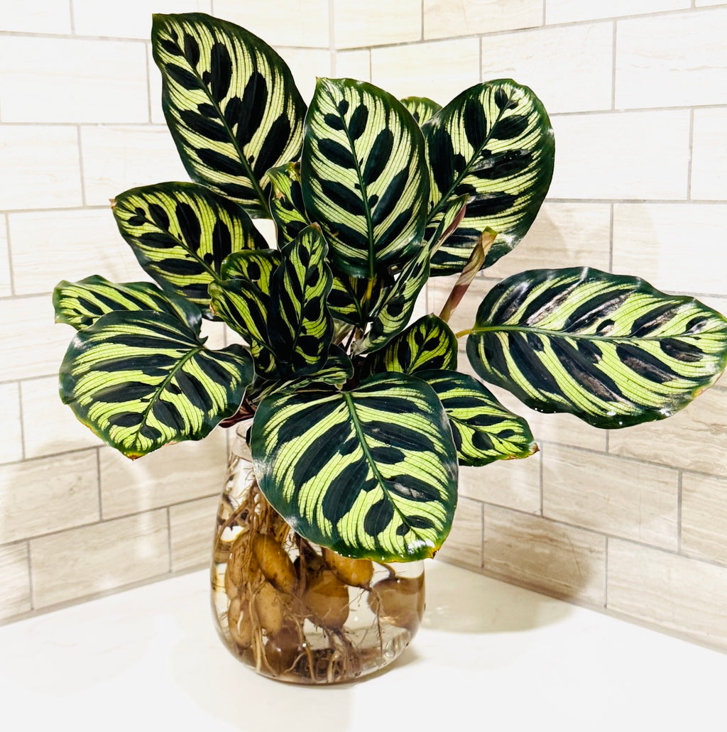 Calathea Peacock Hydro Plant