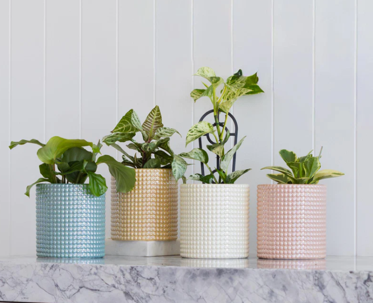 Bella Cylinder Pot