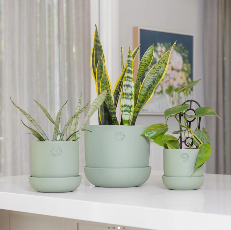 Hana Egg Pot With Saucer