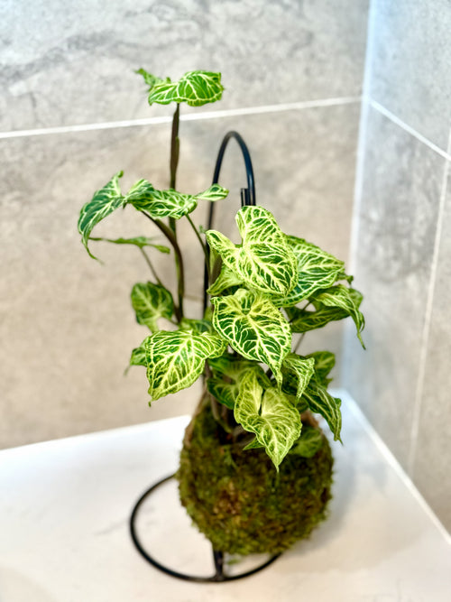 Batik Syngonium Kokedama