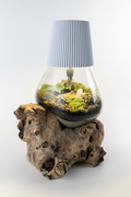 Luminary Terrarium Bright Clean