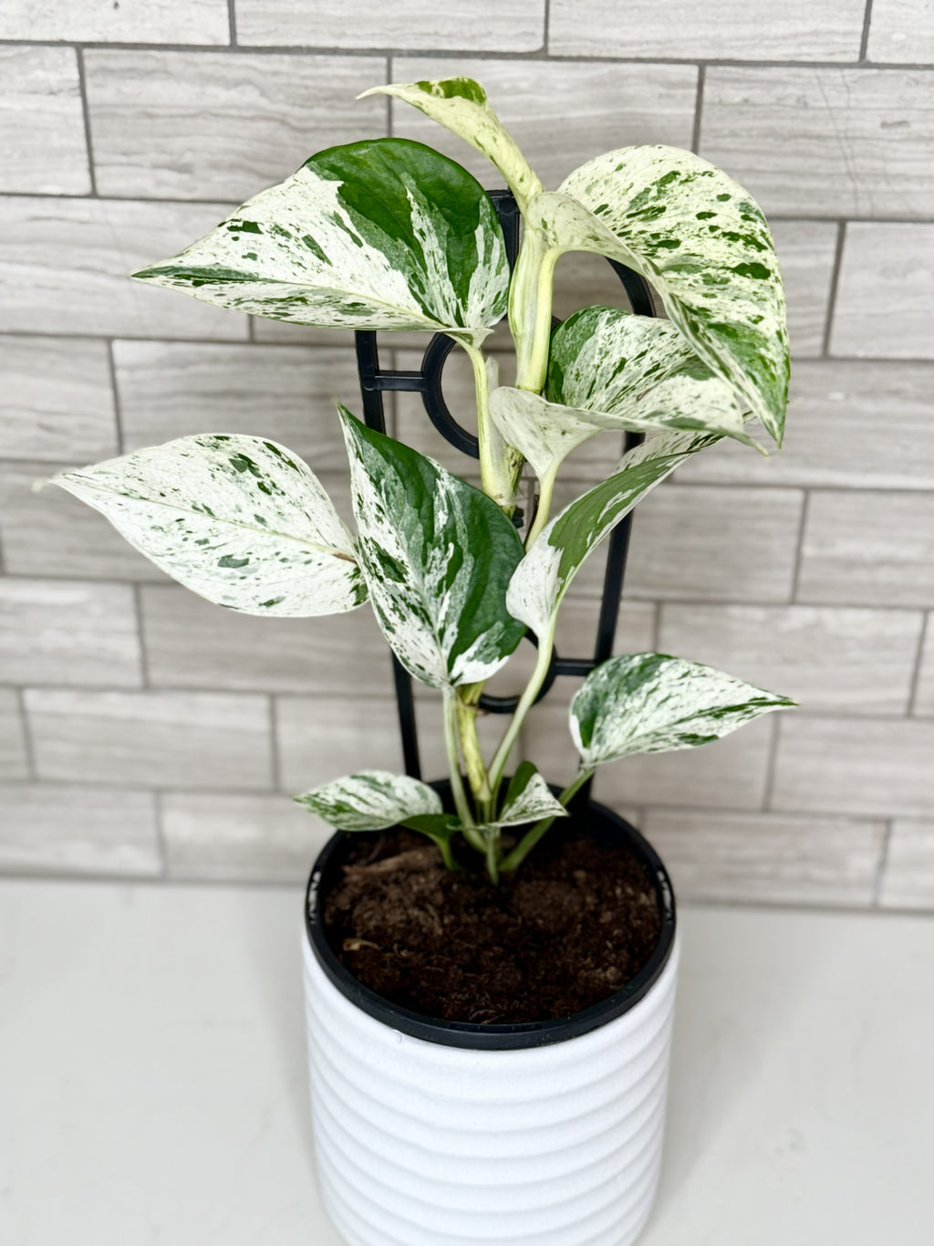 Marble Queen Pothos
