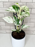 Marble Queen Pothos
