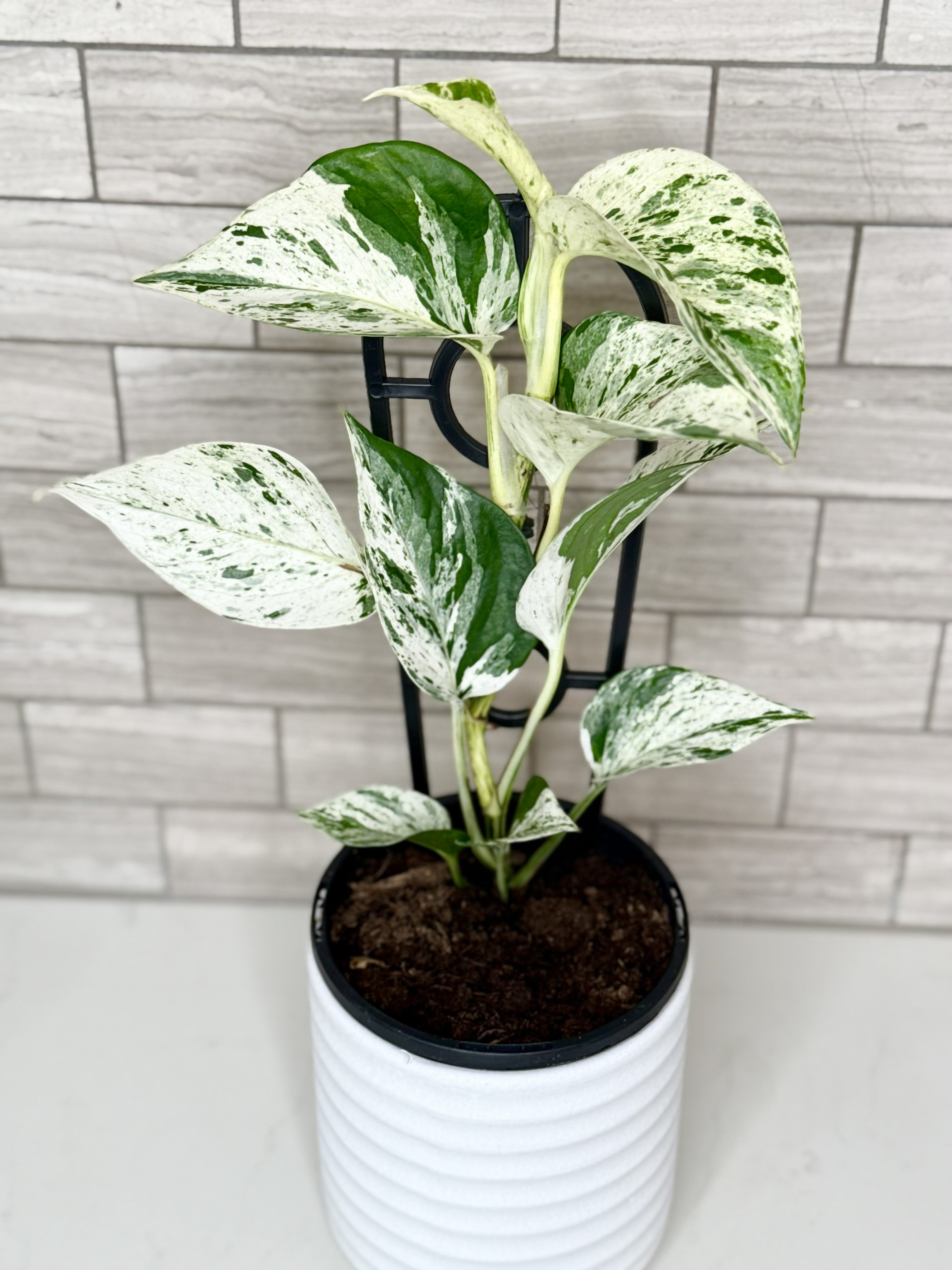 Marble Queen Pothos