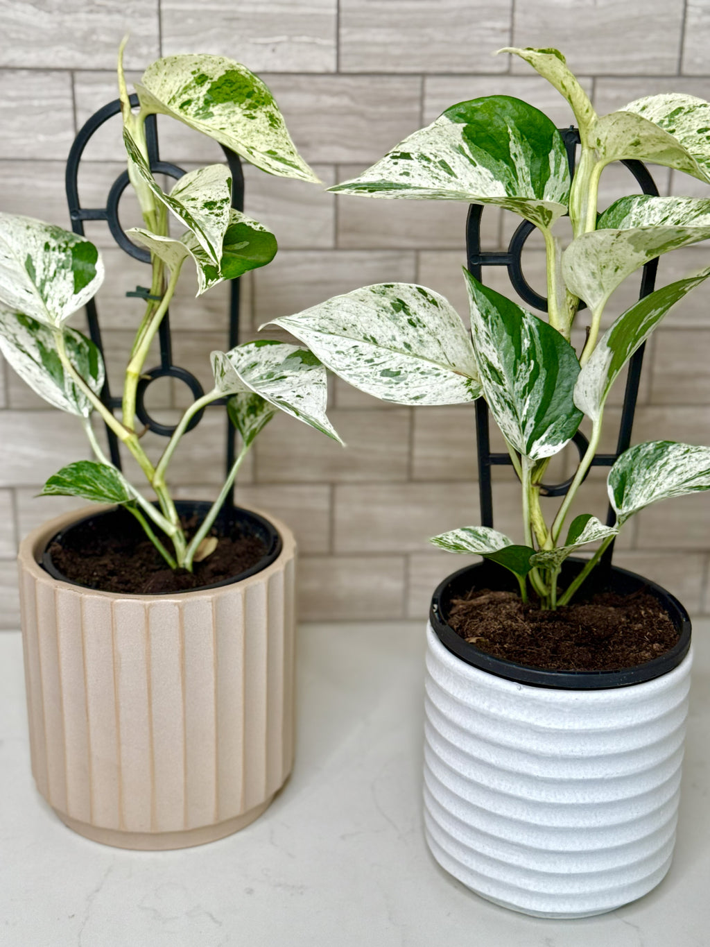 Marble Queen Pothos
