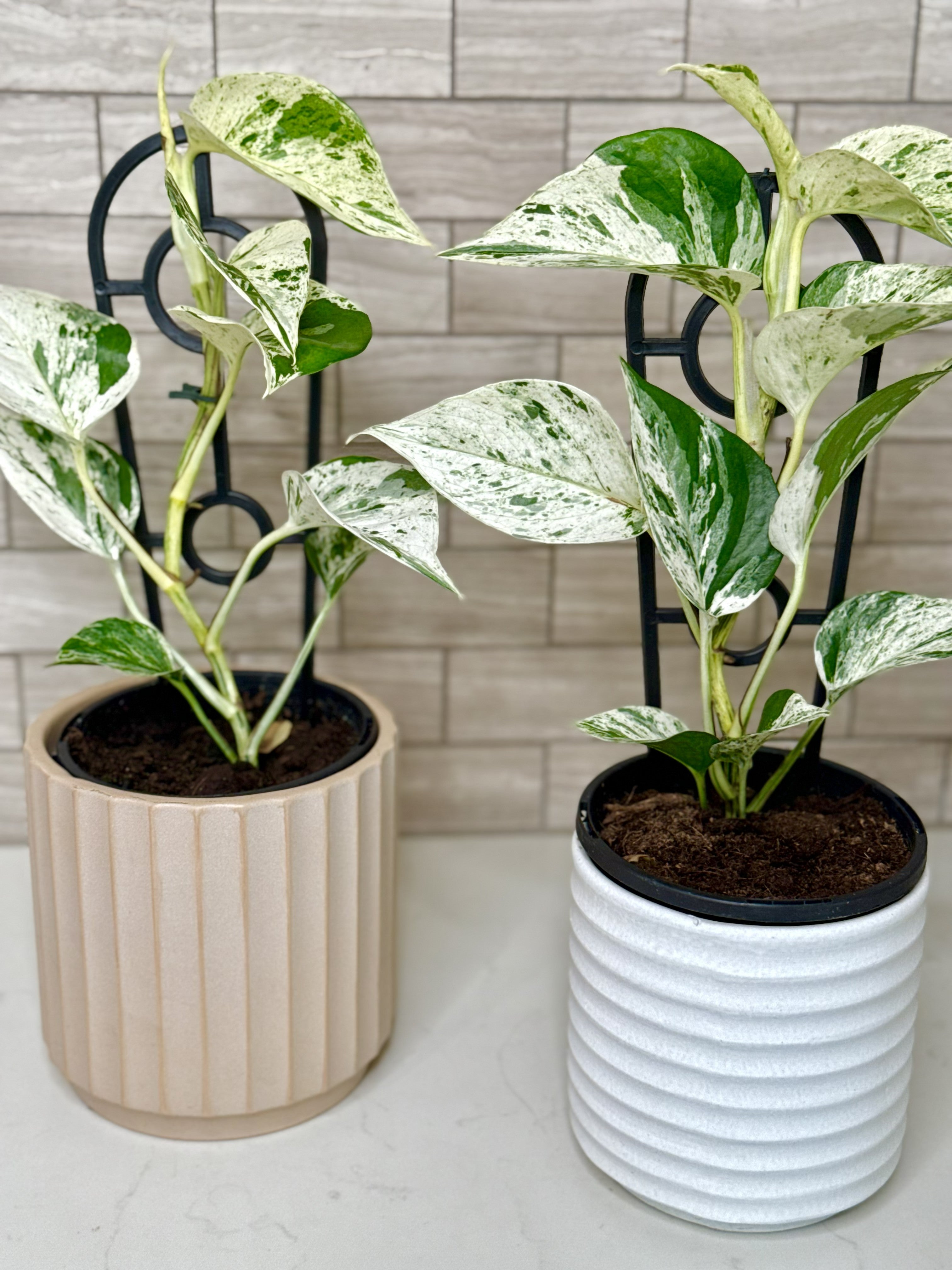 Marble Queen Pothos