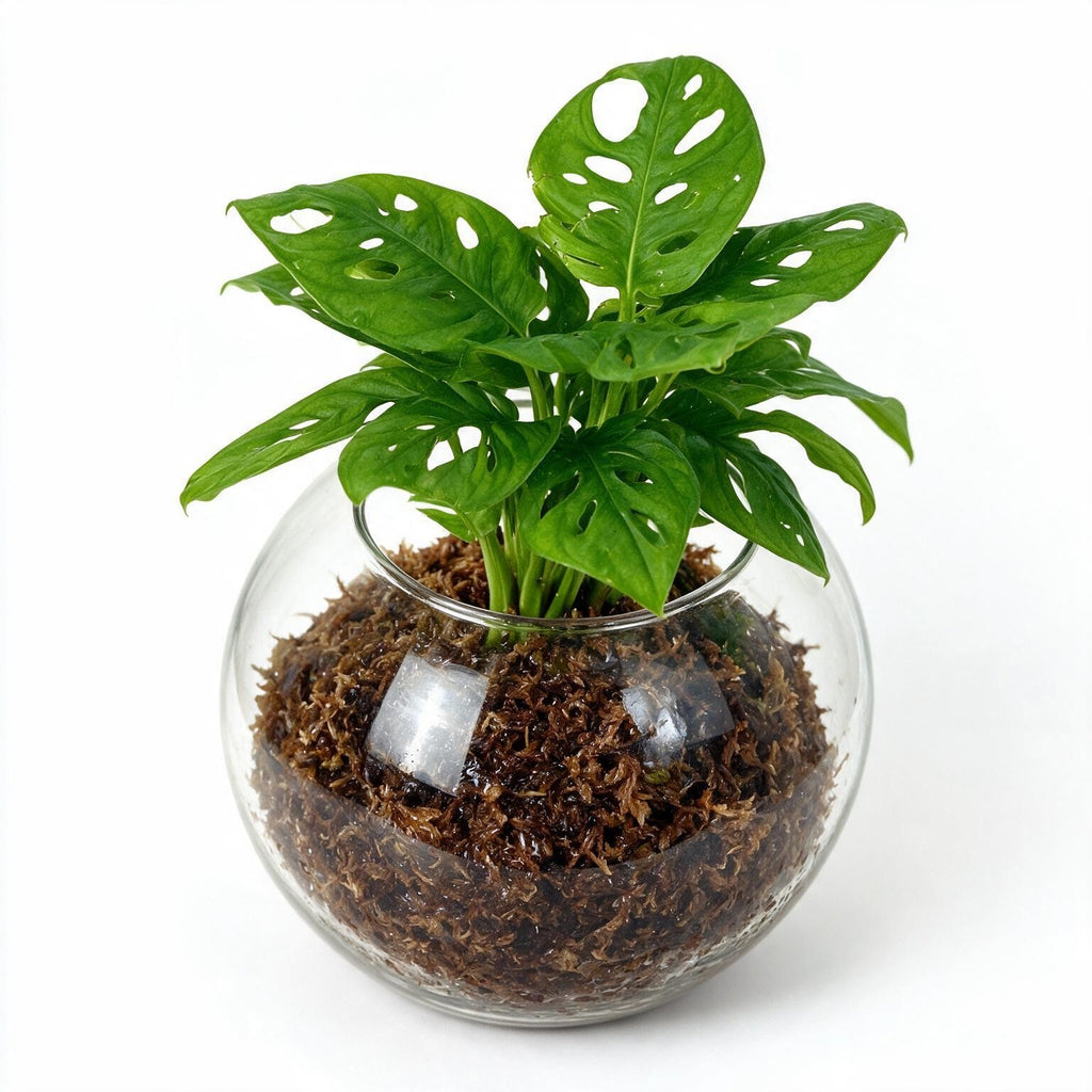 Monstera Monkey Mask Sphagnum Moss Ball