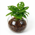 Monstera Monkey Mask Sphagnum Moss Ball