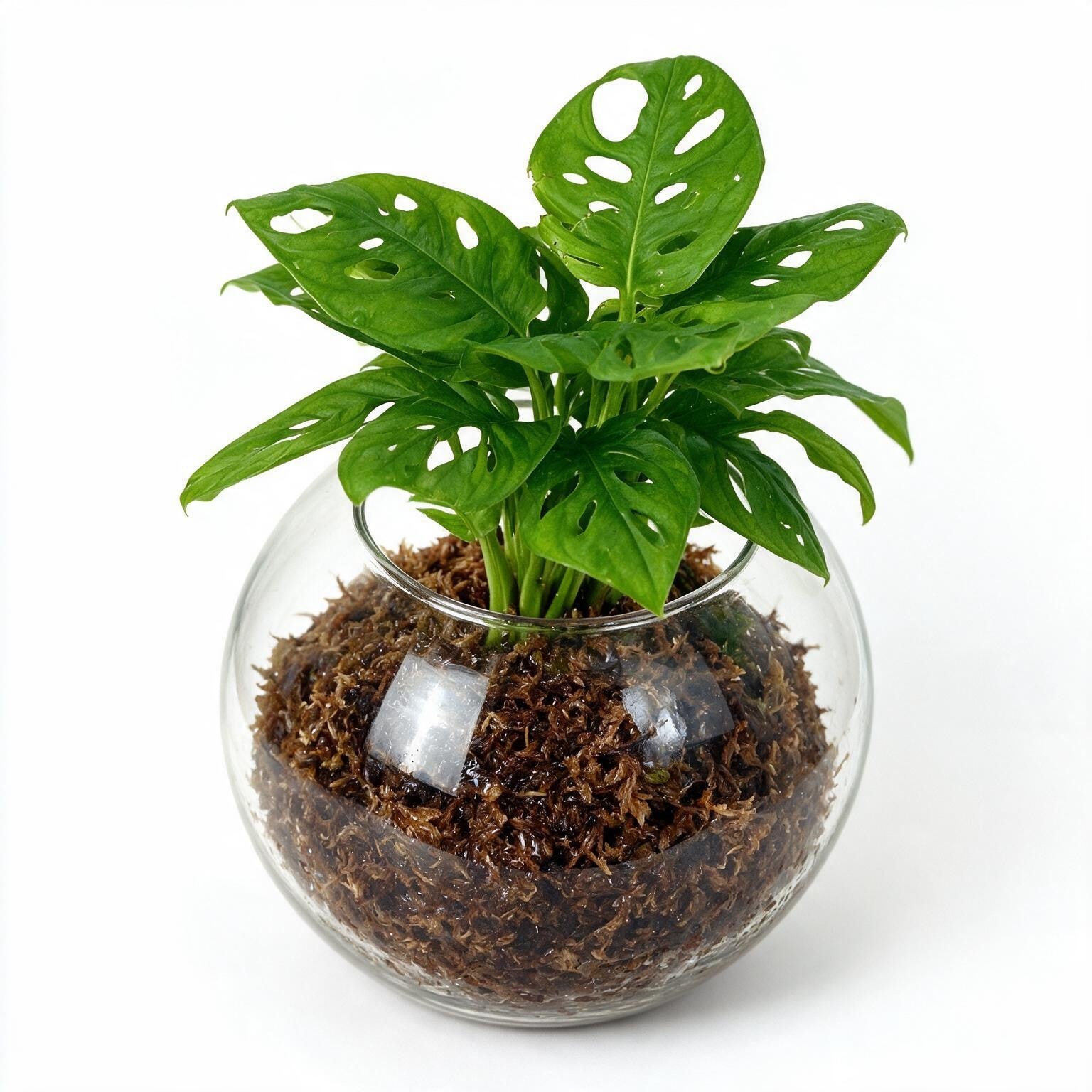 Monstera Monkey Mask Sphagnum Moss Ball