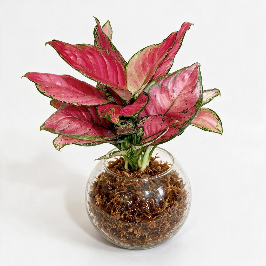 Aglaonema Pink Sphagnum Moss Ball