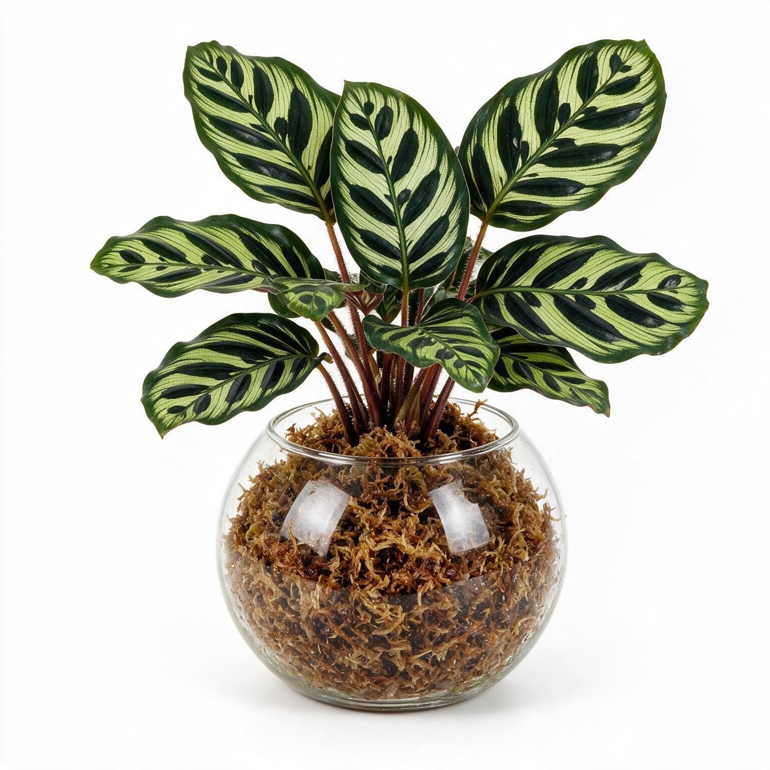 Calathea Peacock Sphagnum Moss Ball