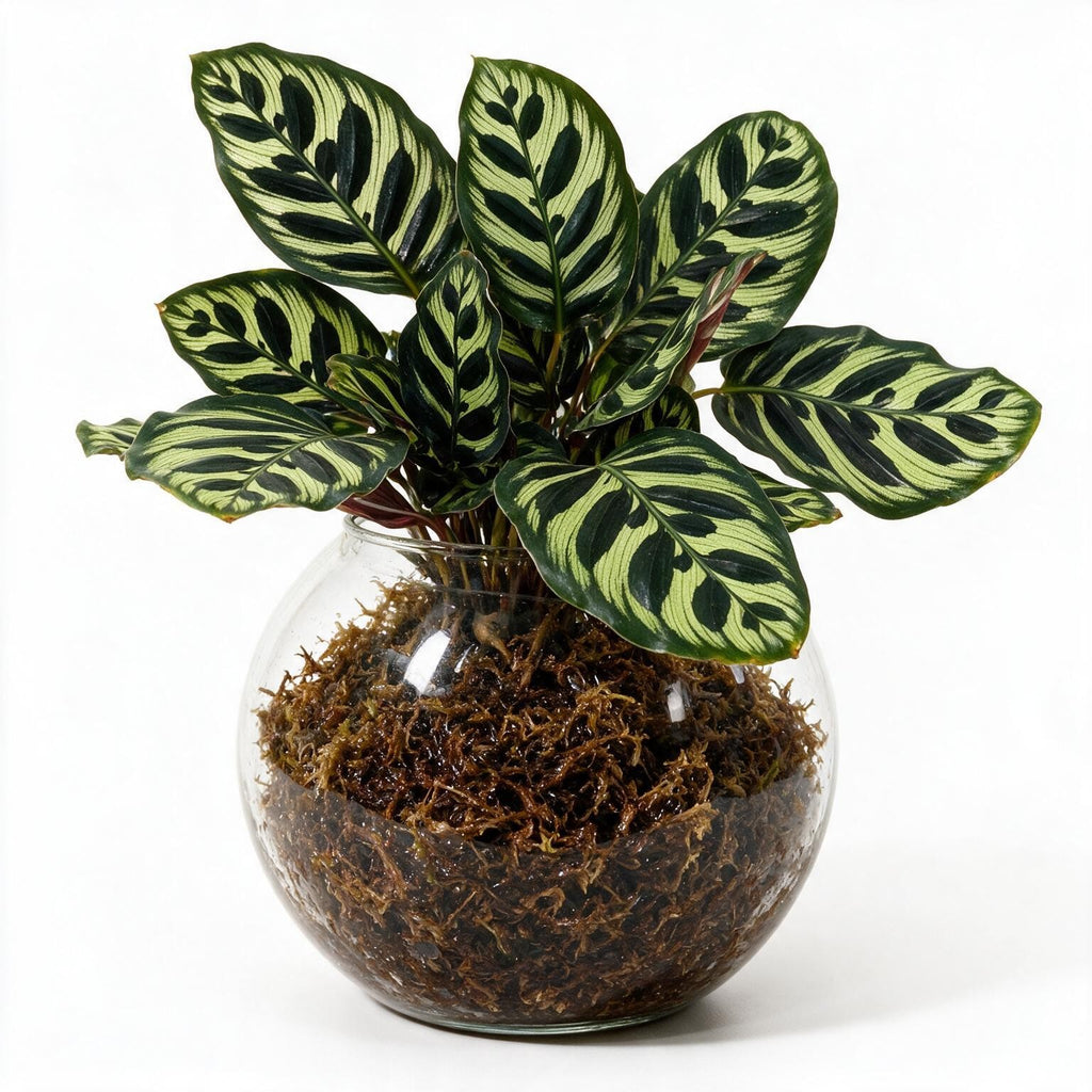 Calathea Peacock Sphagnum Moss Ball