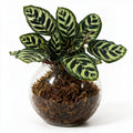 Calathea Peacock Sphagnum Moss Ball