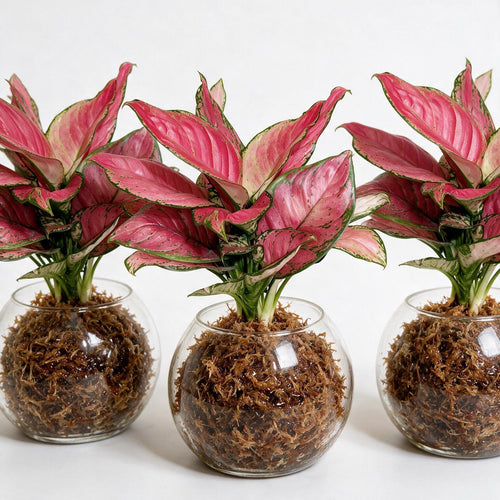 Aglaonema Pink Sphagnum Moss Ball