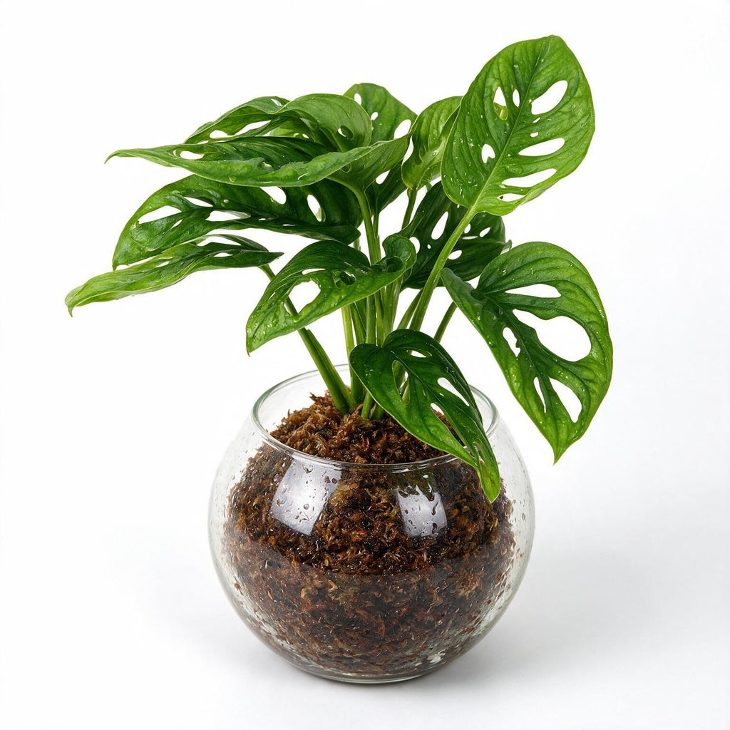 Monstera Monkey Mask Sphagnum Moss Ball