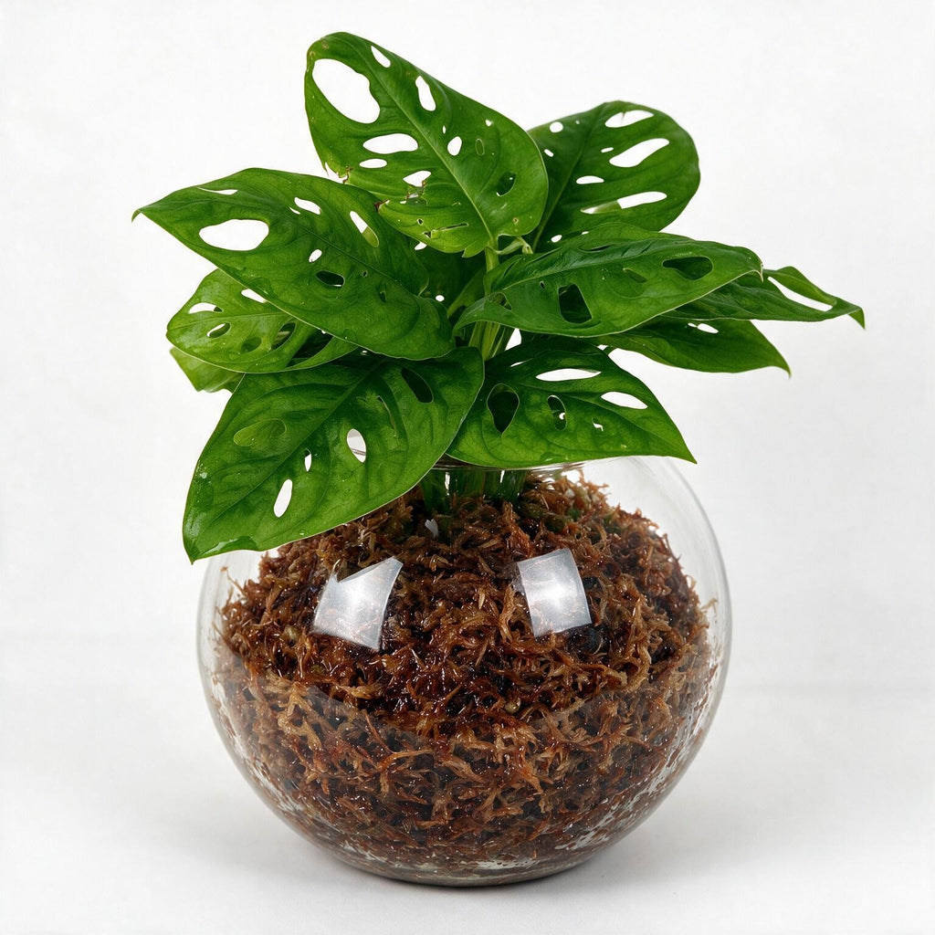 Monstera Monkey Mask Sphagnum Moss Ball