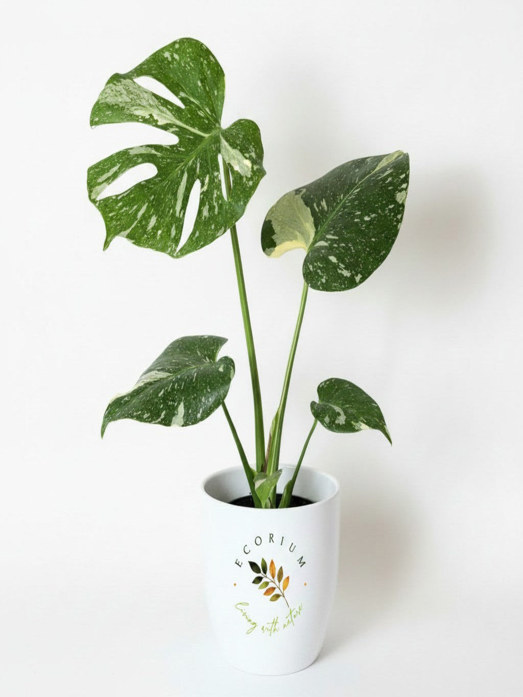 Thai Constellation Monstera