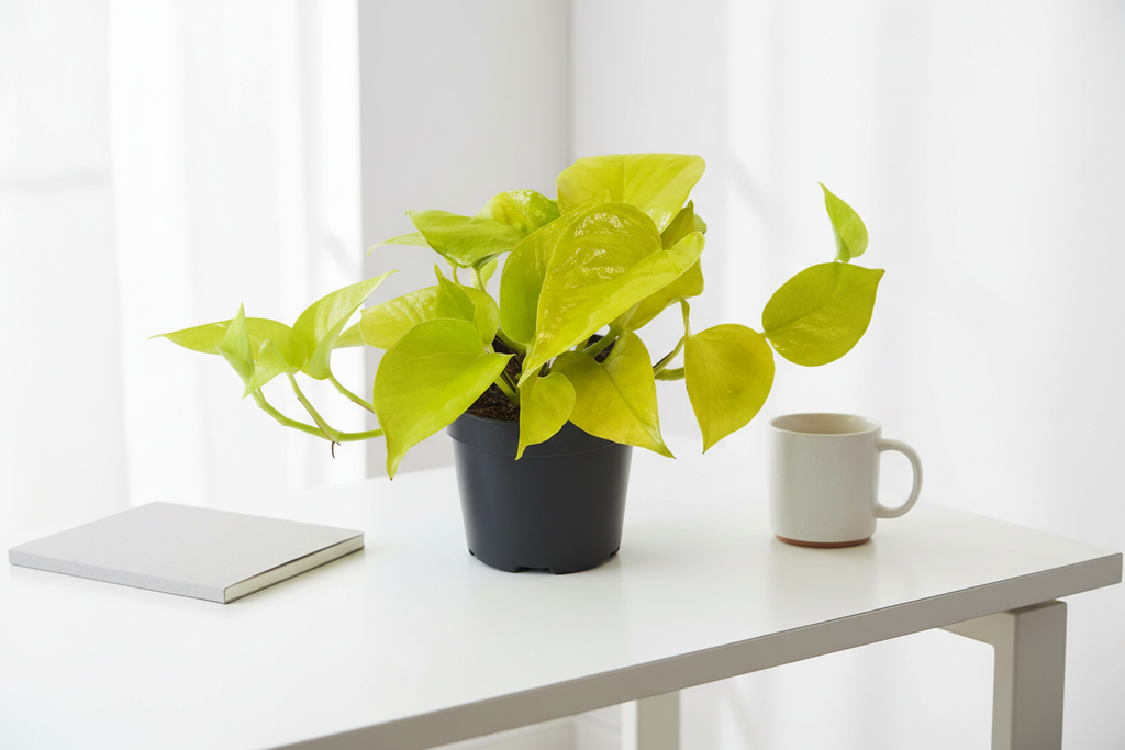 Neon Pothos - Desk
