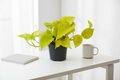 Neon Pothos - Desk