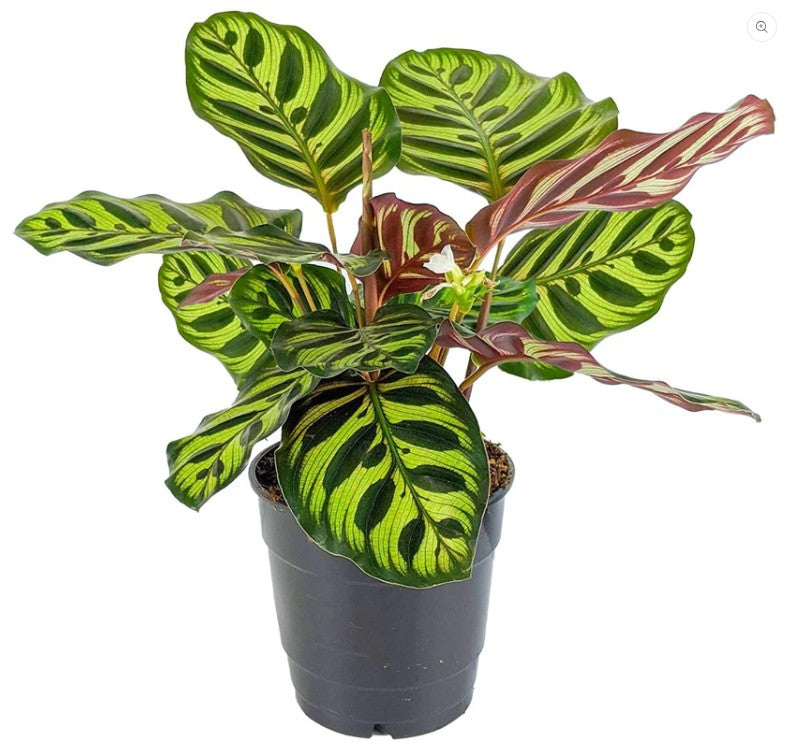 Calathea Peacock
